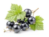 blackcurrant