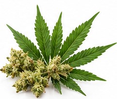 cannabis