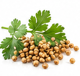 coriander