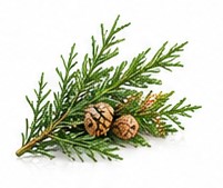 cypress