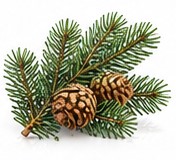 fir balsam