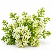 green lilac