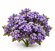 heliotrope