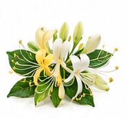 honeysuckle