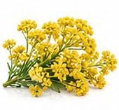 immortelle