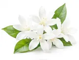 jasmine