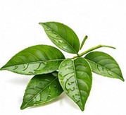 lemon leaf