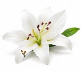 lily