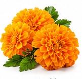 marigold