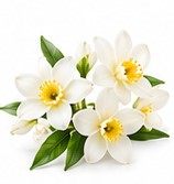 narcissus
