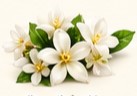 orange blossom