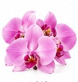 orchid
