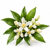 petitgrain