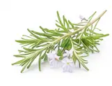 rosemary