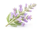 sage