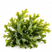 seaweed