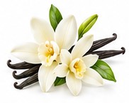 vanilla orchid