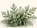 wormwood