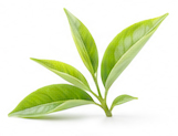 چای سبز