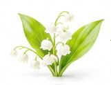 زنبق دره