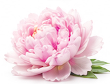گل صد تومانی
